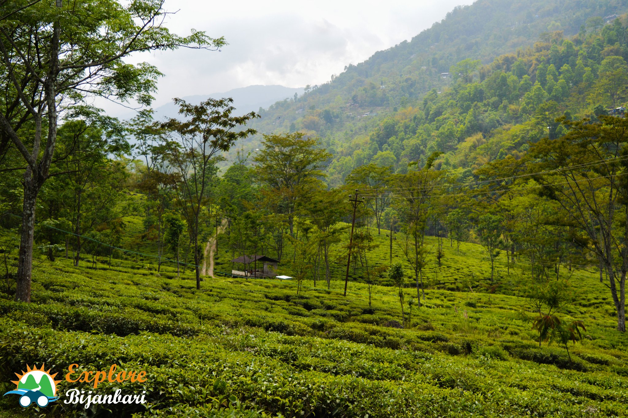 Tea Garden